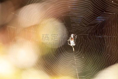 断纹金蛛,蜘蛛,黄色,黑色,无脊椎动物,螺旋沼泽避难所,野生动物,美国,水平画幅,蜘蛛网