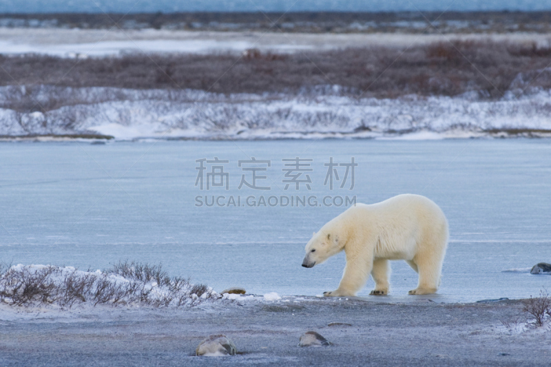 北极熊,哈得森海湾,丘吉尔镇,马尼托巴湖,冻原,水平画幅,职权,巨大的,野外动物,户外