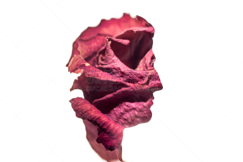 侧面像,留白,纹理效果,错觉,仅男人,仅成年人,白色,人的脸部,含羞草