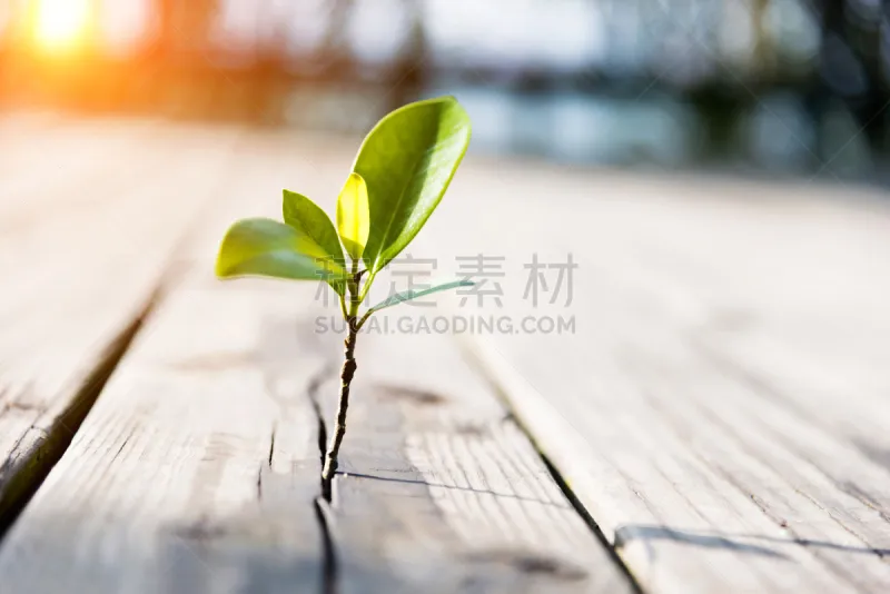 植物 高潮 硬木地板 幼小动物 复兴时期风格 苦尽甘来 逆境 克服困难 忍耐力 秧苗图片素材下载 稿定素材