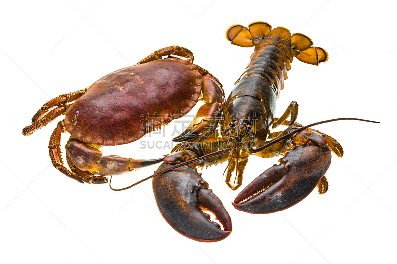 生食,螃蟹,龙虾,无脊椎动物,水平画幅,无人,巨大的,膳食,海产,熟食店
