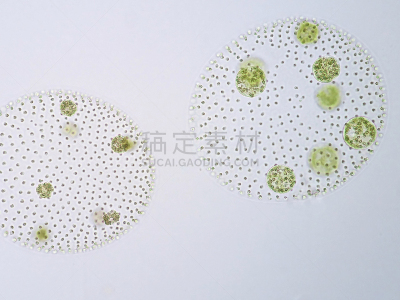 团藻,浮游植物,绿藻,浮游生物,叶绿体,显微镜,除法,水,水平画幅,微生物学