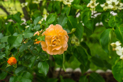 玫瑰,春天,花卉商,母亲节,温带的花,美,水平画幅,夏天,户外,田地