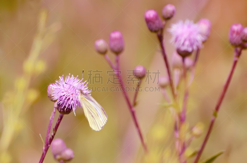 蝴蝶,大白蝴蝶,白蝴蝶,蓟,水平画幅,无人,夏天,组物体,户外,田地