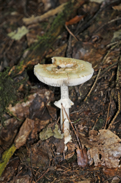 鸭舌帽,自然界,自然,垂直画幅,真菌,鬼笔鹅膏,伞形毒菌,绿色,无人,有毒生物体