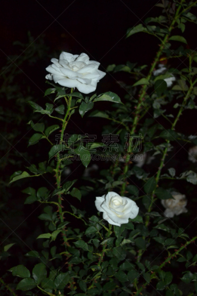 白色,夜晚,玫瑰,无人,阿利坎特省,垂直画幅,2015年,图像,西班牙,摄影