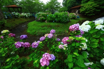岩手县,水磨,八仙花属,水,水平画幅,瀑布,无人,夏天,户外,植物