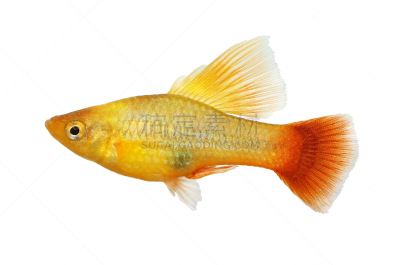 鱼类,水族馆,鸡尾酒,鳍,雄性动物,淡水,清新,背景分离,人工饲养动物,热带气候