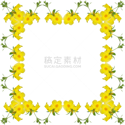 软枝黄蝉,边框,白色背景,分离着色,夹竹桃,毛莨科,留白,无人,楼梯,农作物