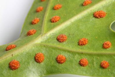 孢子,蕨类,孢子囊,新的,水平画幅,枝繁叶茂,夏天,特写,白色,植物
