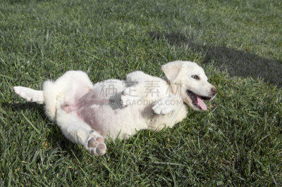 进行中,牧羊犬,幼小动物,阿卡巴士犬,选择对焦,水平画幅,安纳托利亚,智慧,无人,动物身体部位