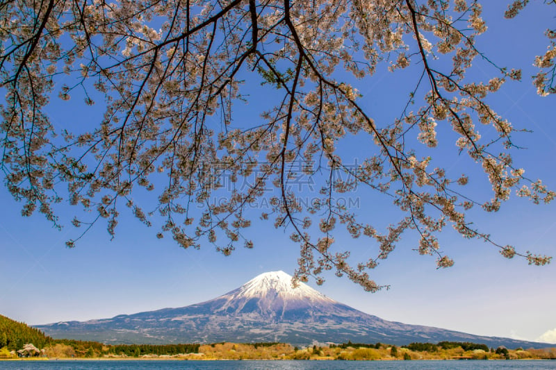 湖,富士山,樱之花,枝,水,天空,美,狸子,水平画幅,樱花