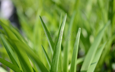 仅一朵花,泉,皱皮木瓜,温柏,茶花,自然,水平画幅,雄蕊,无人,户外