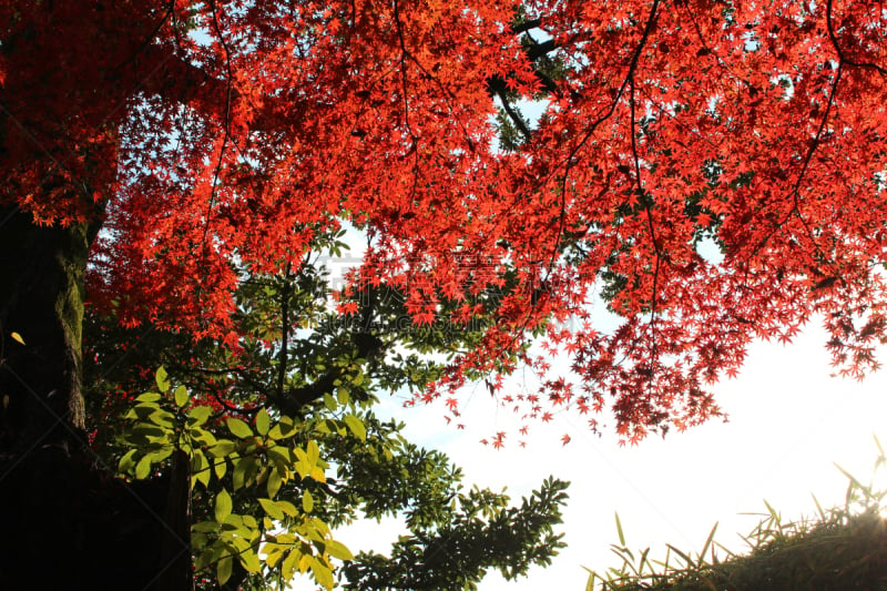 秋天,叶子,多色的,鸡爪枫,城市生活,景观设计,商务旅行,公园,池塘,著名景点