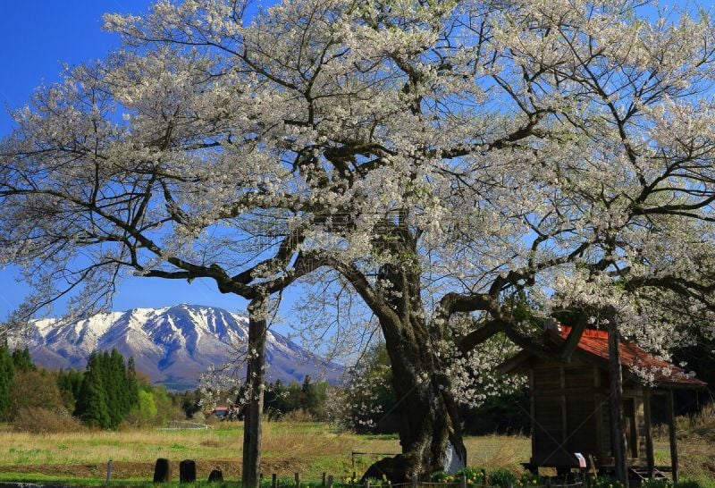 岩手山,樱桃树,鱼卵,自然,天空,水平画幅,无人,日本,户外,霞石