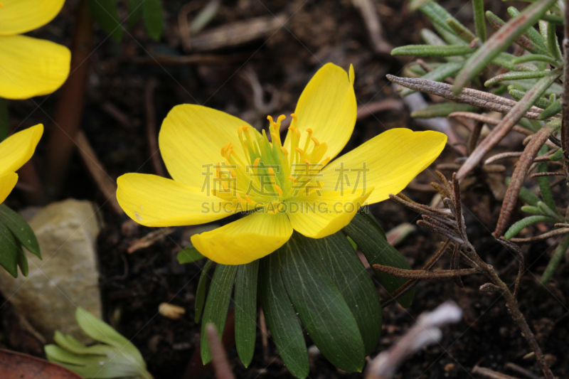 冬乌头,华丽海葵,乌头属植物,美,水平画幅,无人,货运,早晨,户外,特写