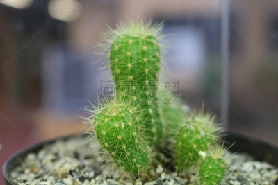 自然,巴兰基利亚,哥伦比亚,水平画幅,水果,无人,仙人掌,日落,摄影,花