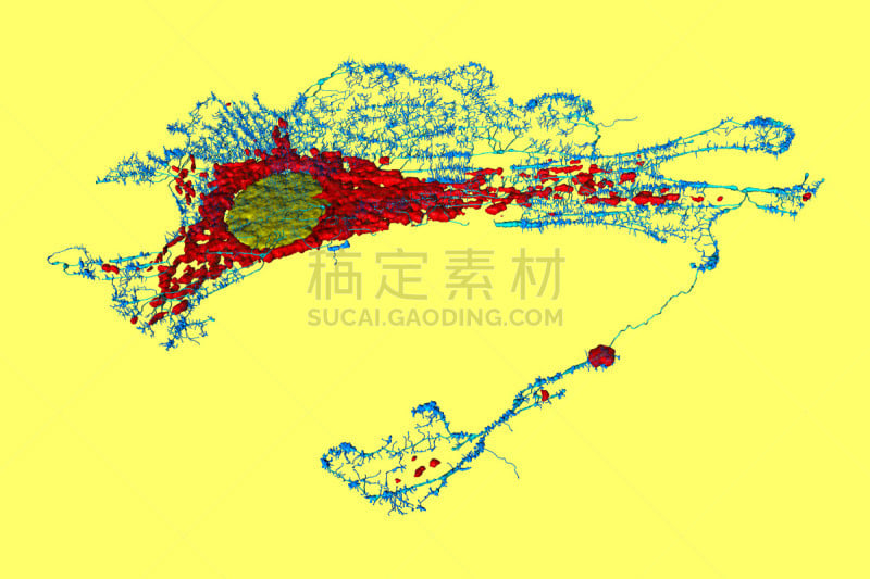 自然,水平画幅,显微图片,科学,生物学,实验室,激光扫描共焦显微图,线粒体,大规模的放大,牛