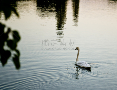 天鹅,流水,水,颈,水平画幅,鸟类,户外,湖,看,纯洁