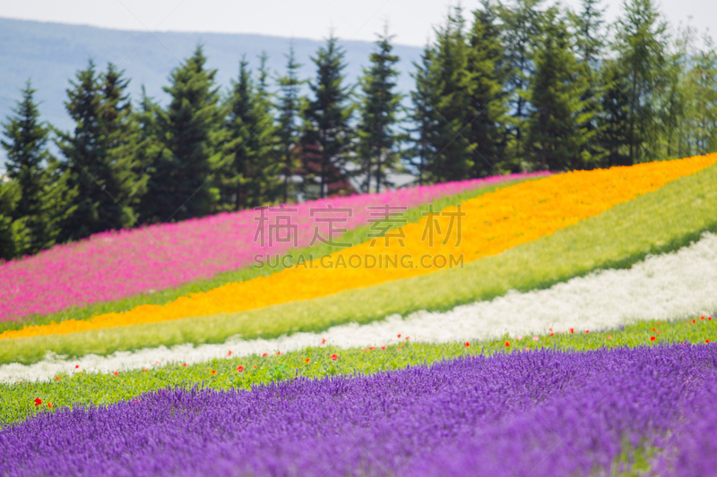 仅一朵花,菜园,自然,芳香的,水平画幅,蜜蜂,富良野盆地,蓝色,香水,日本