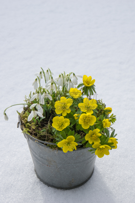 冬乌头,雪花莲,春天,乌头属植物,琉璃苣,饰品花,锌,垂直画幅,雪,无人