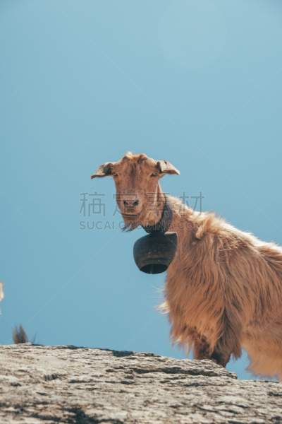 山羊,垂直画幅,天空,无人,翻白眼,动物习性,夏天,户外,动物主题,希腊