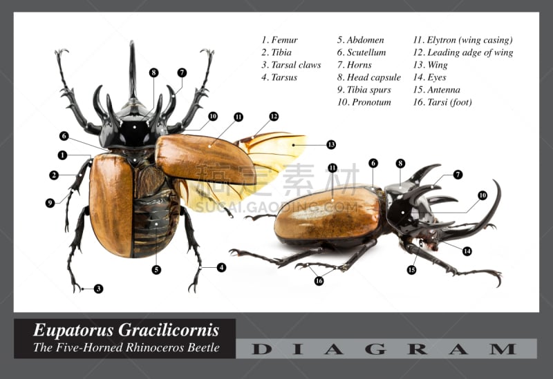 五角犀甲虫,图表,甲虫,犀牛,水平画幅,动物学,动物身体部位,异国情调,生物学,泰国