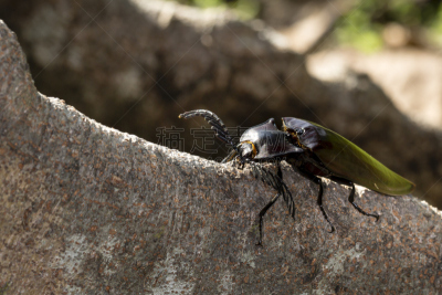 click beetle,甲虫,自然,美,无脊椎动物,野生动物,水平画幅,小的,无人,节肢动物