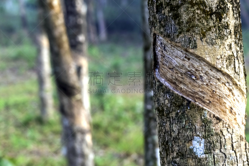 采胶,留白,水平画幅,枝繁叶茂,能源,无人,异国情调,特写,热带气候,纺织工业