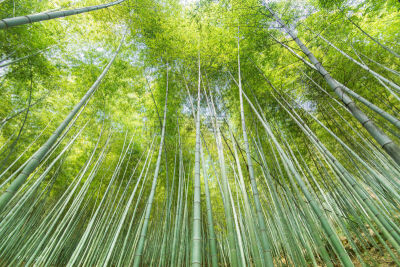 竹林,笋,风水,公园,水平画幅,无人,户外,树林,植物,热带气候