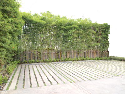 围墙,竹,自然,水平画幅,枝繁叶茂,无人,停车场,户外,植物,2015年