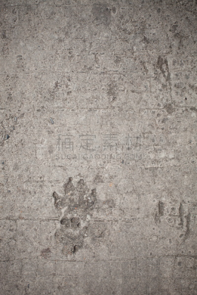 狗,脚印,混凝土,背景,挡板的风格,人的耳朵,雪橇犬,垂直画幅,湿,爪子