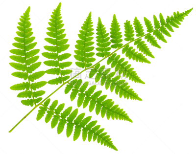 叶子,蕨类,大特写,分离着色,透镜,白色背景,维管束,欧洲蕨,孢子,复叶