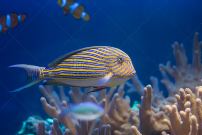 珊瑚,鱼类,自然,野生动物,水平画幅,无人,蓝色,有毒生物体,striped surgeonfish,非洲