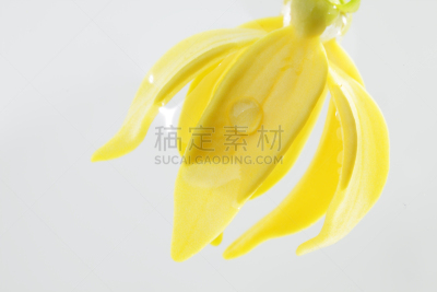 分离着色,依兰,灰色背景,水,美,水平画幅,无人,spa美容,泰国,白色