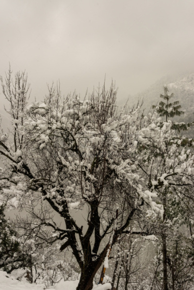 冬天,山脉,雪,草,植物群,干的,地形,前景聚焦,非都市风光,户外
