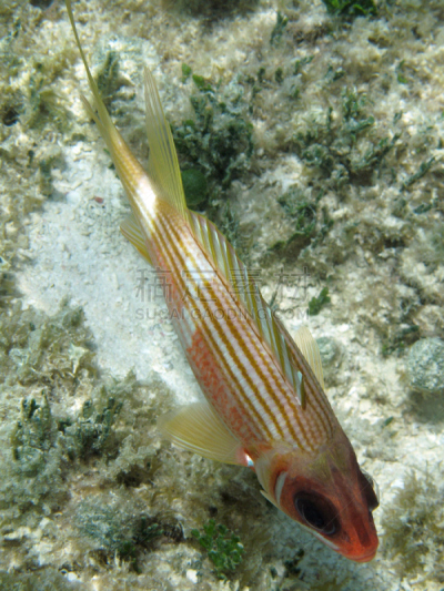 longspine squirrelfish,安提瓜,松鼠鱼,海底,自然,垂直画幅,热带鱼,藻类,水下,动物鳍