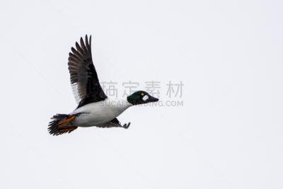 鹊鸭,野生动物,水平画幅,捕猎行为,鸟类,潜鸟,野外动物,户外,黄金眼,飞