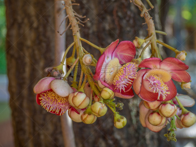 Sal flowers, Cannonball Tree.