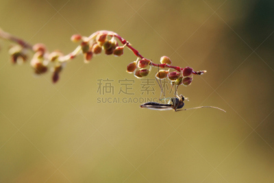 蚊子,无脊椎动物,水平画幅,无人,生物学,自然美,两翼昆虫,幼虫,动物,蚊蝇