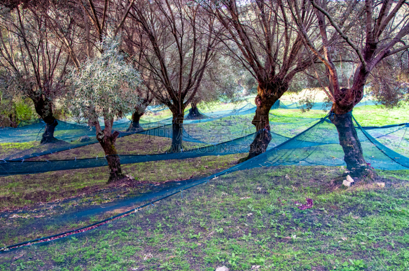 des filets tendus au dessus du sol sous les oliviers permettent de récolter les olives d’une oliveraie en Corse en automne