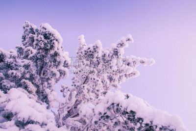 拉普兰,松树,天空,萨利色尔卡,水平画幅,雪,无人,户外,斯堪的纳维亚半岛,白色