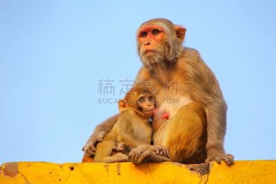恒河猴,阿格拉,印度,婴儿,野生动物,北方邦,猕猴,水平画幅,墙,猴子