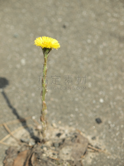 沥青,新生活,垂直画幅,美,草坪,户外,明亮,田地,生长,相伴