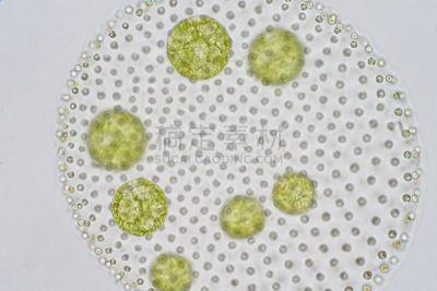 团藻,浮游植物,绿藻,显微镜,水,水平画幅,微生物学,无人,科学,生物学