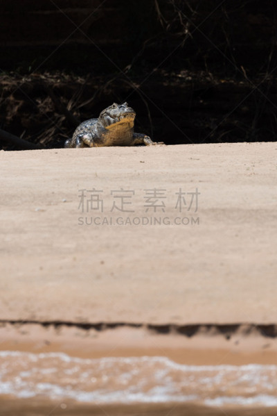 宽吻凯门鳄,沙洲,晴朗,河流,凯门鳄属,潘塔纳尔湿地,自然,垂直画幅,南美,野生动物
