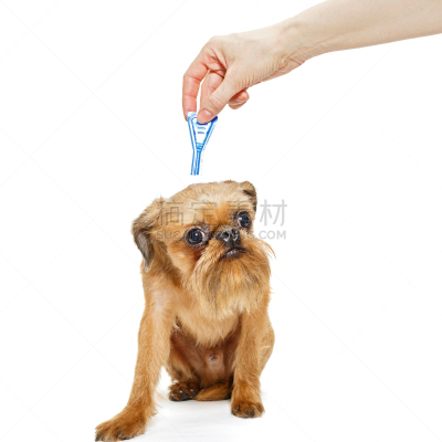 药,蜱,狗,跳蚤,可爱的,纯种犬,健康保健,背景分离,哺乳纲,小的