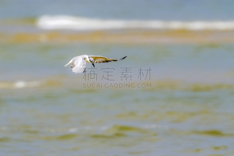 斯里兰卡,燕鸥,小的,有须燕鸥,水平画幅,动物身体部位,印度次大陆,张开翅膀,白额燕鸥,水禽