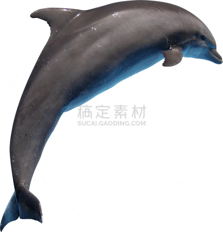 海豚 简单背景 垂直画幅 无人 腹腔 背景分离 动物鳍 彩色图片 水生动植物 背景图片素材下载 稿定素材
