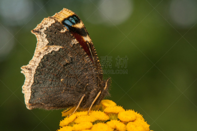 自然,野生动物,水平画幅,小的,Mourning Cloak Butterfly,户外,特写,上升,授粉,摄影